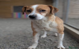 Mixed Breed dogs for adoption: Meet Nina  - Image 1