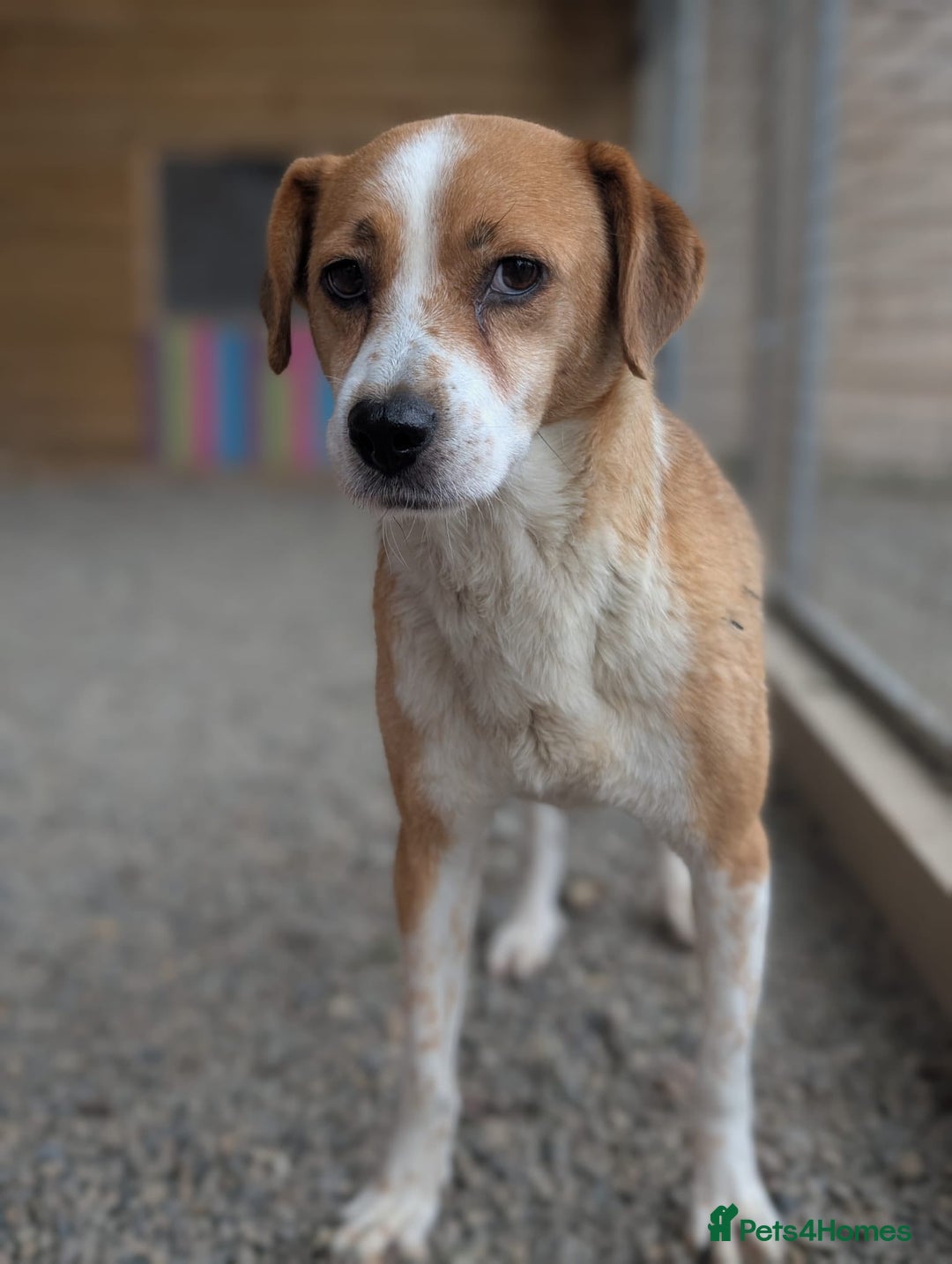 Mixed Breed dogs for adoption: Meet Nina  - Image 1