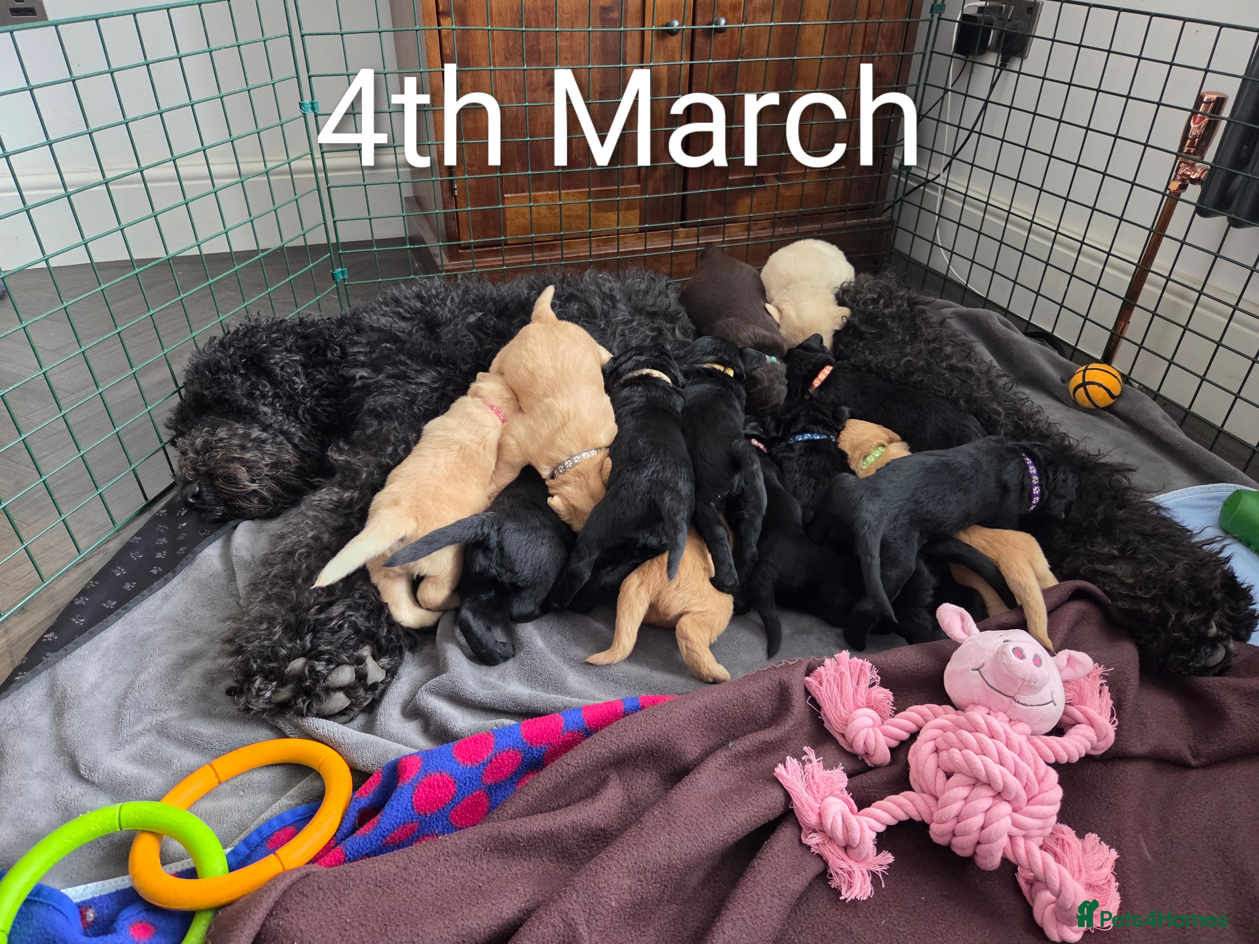 Labradoodle dogs Labrodoodle Puppies - Advert 5