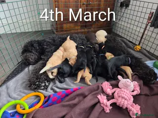 Labradoodle dogs Labrodoodle Puppies - Advert 5