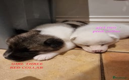 Akita dogs for sale: Akita puppies ready 7th December - Advert 9