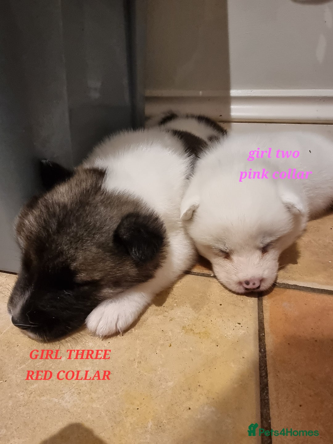 Akita dogs for sale: Akita puppies ready 7th December - Advert 9