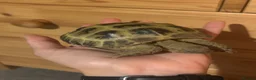 Tortoise reptiles for sale: Horsefield tortoise approx:3 years old in Biggleswade - Advert 3