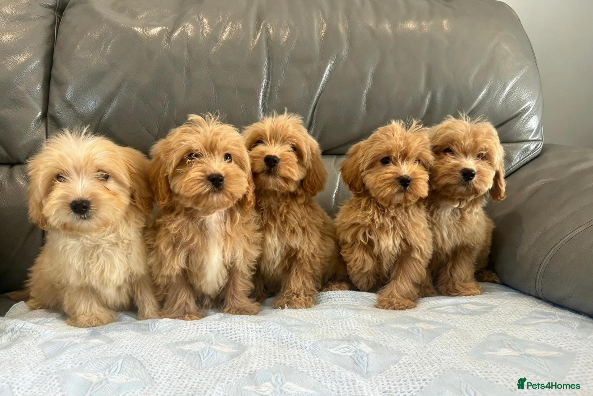 Coton De Tulear dogs COTON NOODLE PUPPIES READY NOW  - Advert 1