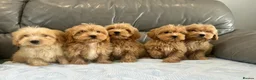 Coton De Tulear dogs for sale: COTON NOODLE PUPPIES READY NOW  - Advert 1
