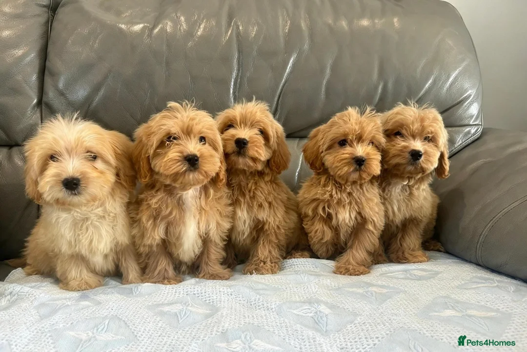 Coton De Tulear dogs for sale: COTON NOODLE PUPPIES READY NOW  - Advert 1