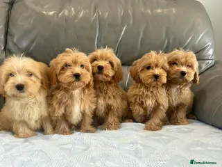 Coton De Tulear dogs COTON NOODLE PUPPIES READY NOW - Advert 1