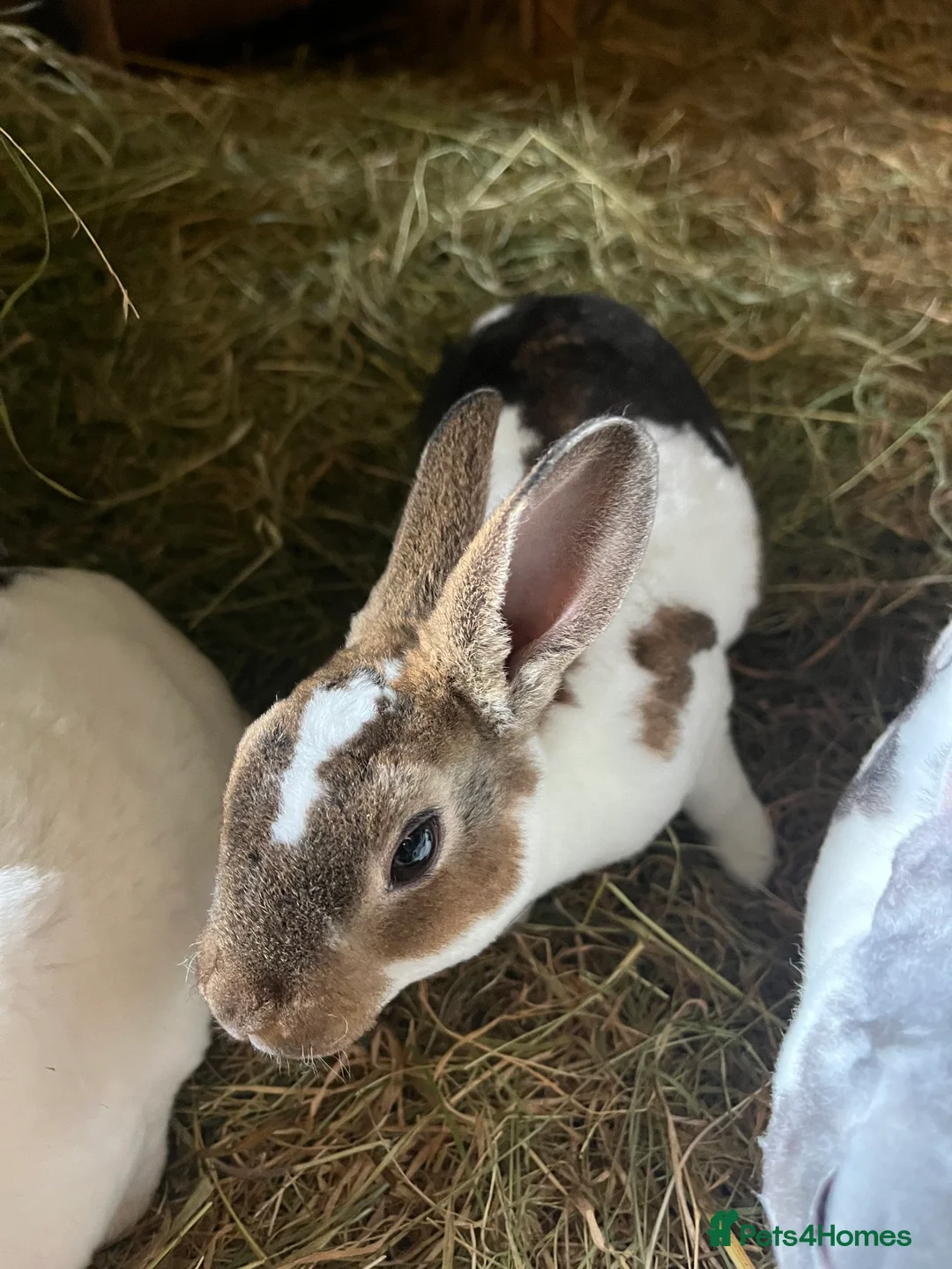 Rex rabbits for sale: Rex babies  - Advert 5