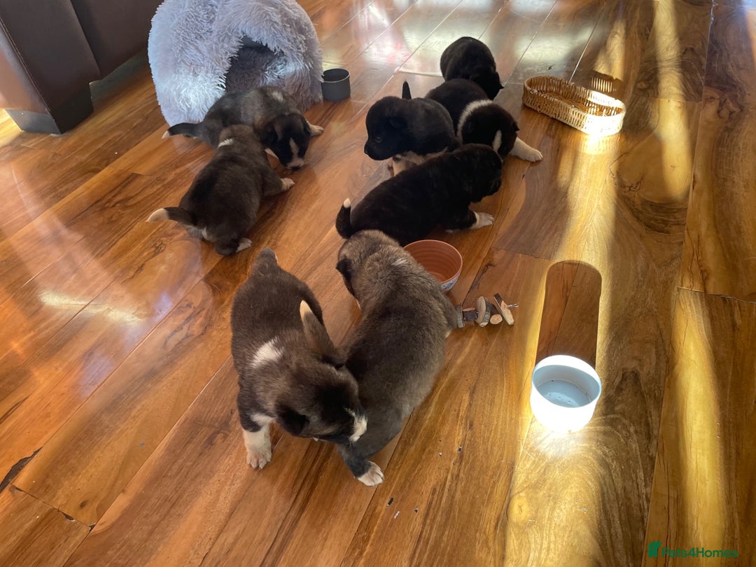 Akita dogs for sale: Stunning American Akita puppies - Advert 9