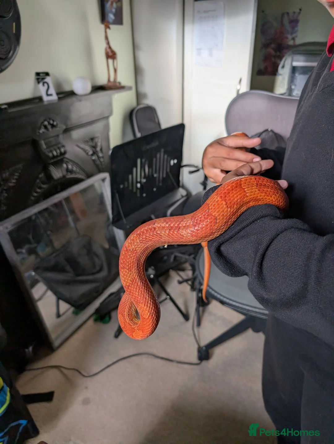 Corn Snake reptiles for sale: 1.5 year old female corn snake + viv for rehoming in London - Advert 8