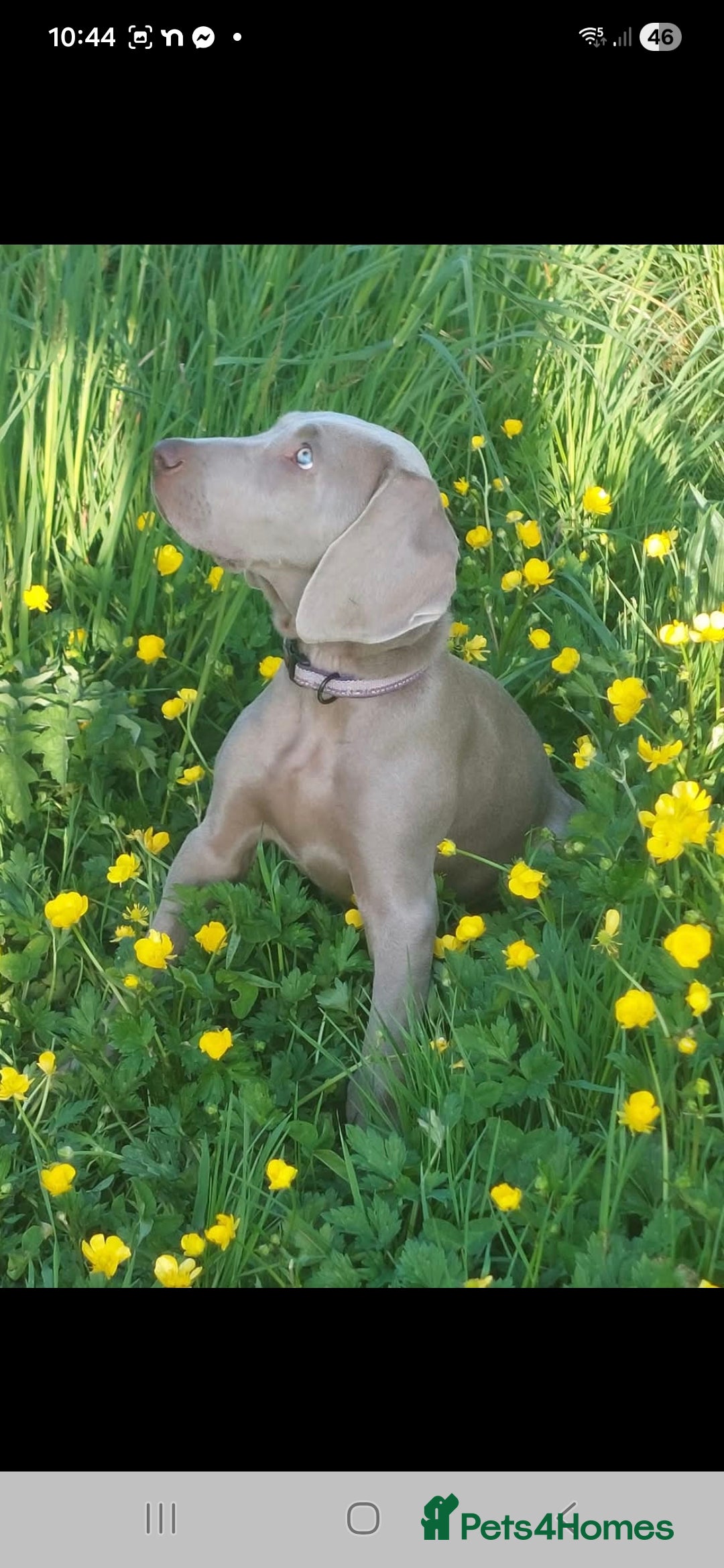 Weimaraner dogs Weimaraner KC Reg GUNALT CHAMPION BLOODLINE  - Advert 1