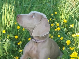 Weimaraner dogs Weimaraner KC Reg GUNALT CHAMPION BLOODLINE - Advert 2