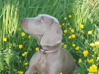 Weimaraner dogs Weimaraner KC Reg GUNALT CHAMPION BLOODLINE - Advert 2