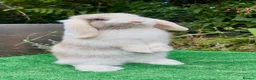 Mini Lop rabbits for sale: Baby mini lops ready now  - Advert 1