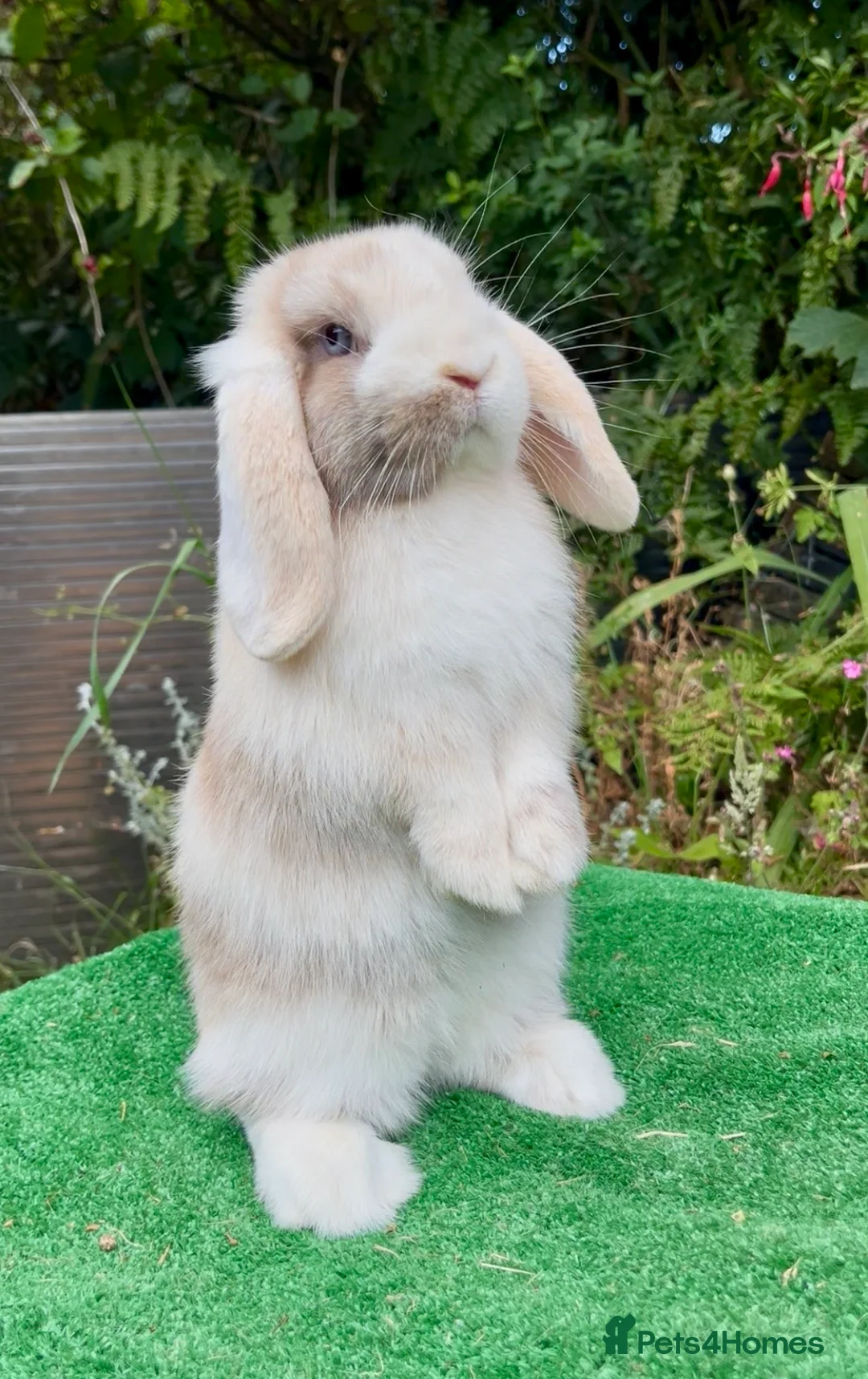 Mini Lop rabbits for sale: Baby mini lops ready now  - Advert 1