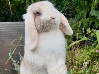 Mini Lop rabbits Baby mini lops ready now - Advert 1