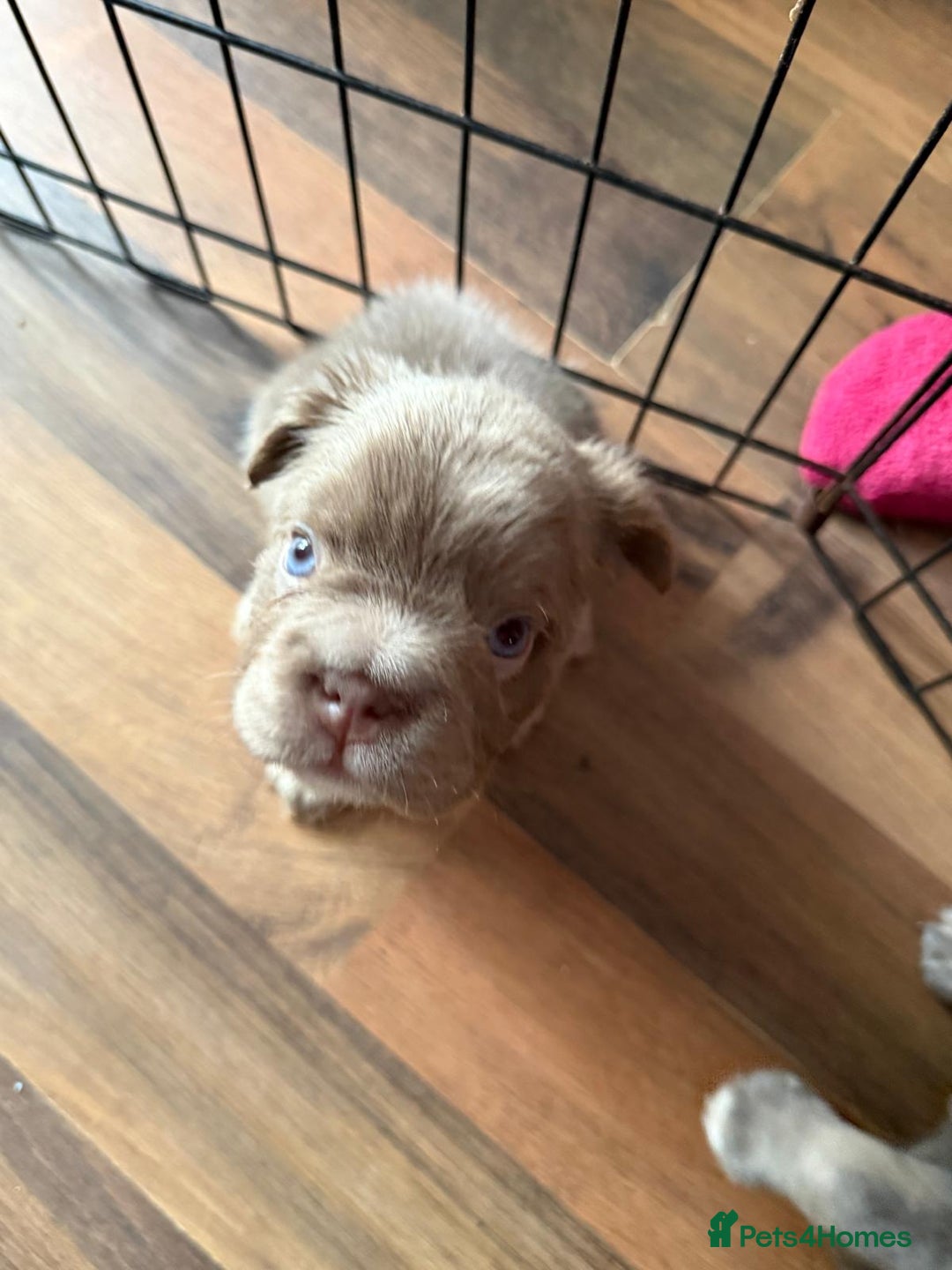 French Bulldog dogs for sale: Fluffy French bulldog pups for sale - Image 4