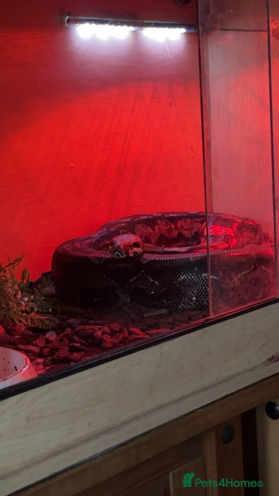 Boa Snake reptiles for sale: Boa imperator - Advert 2