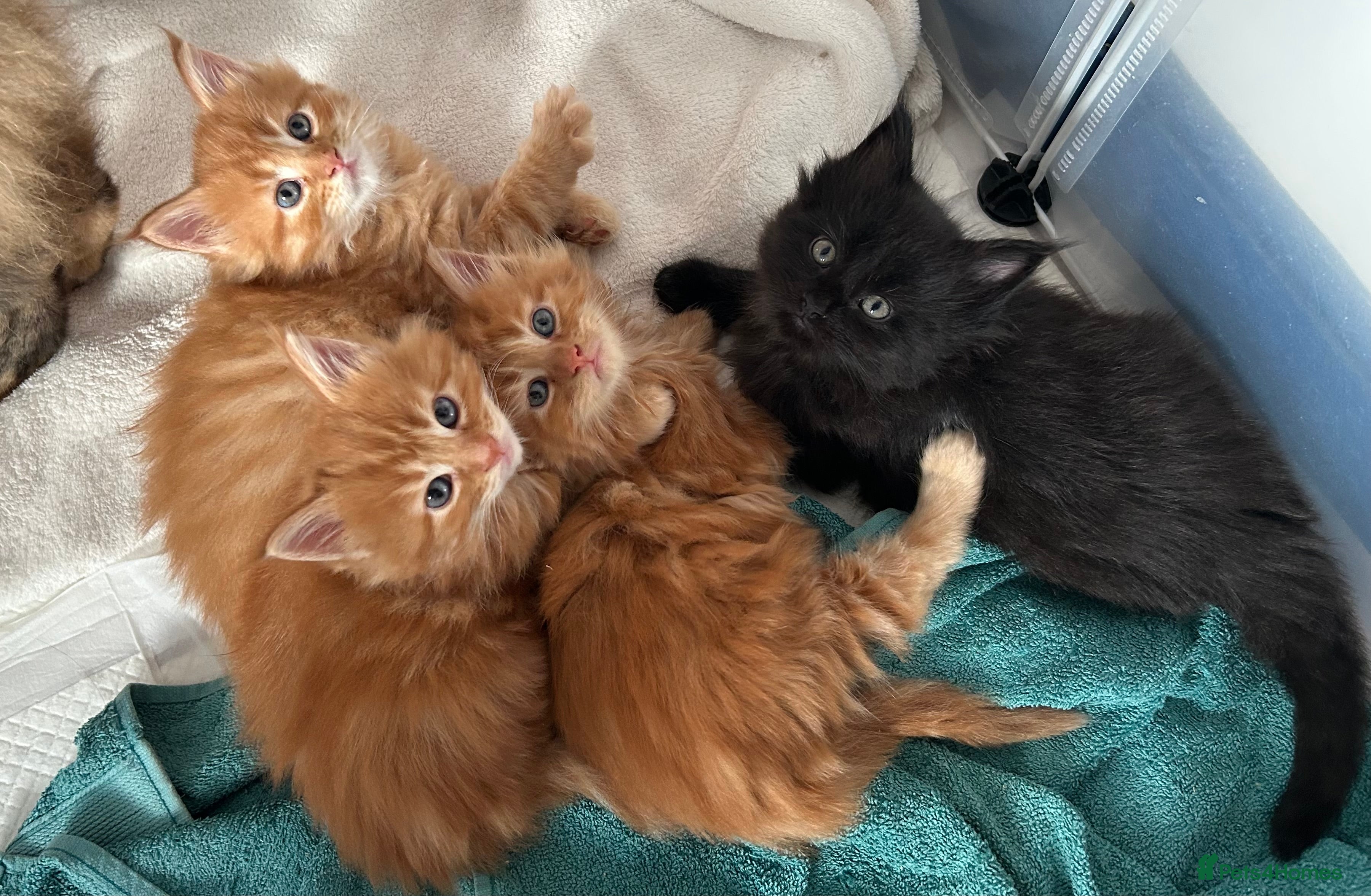 Maine Coon cats GCCF Registered Maine Coon Kittens - Advert 2
