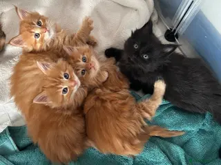 Maine Coon cats GCCF Registered Maine Coon Kittens - Advert 2