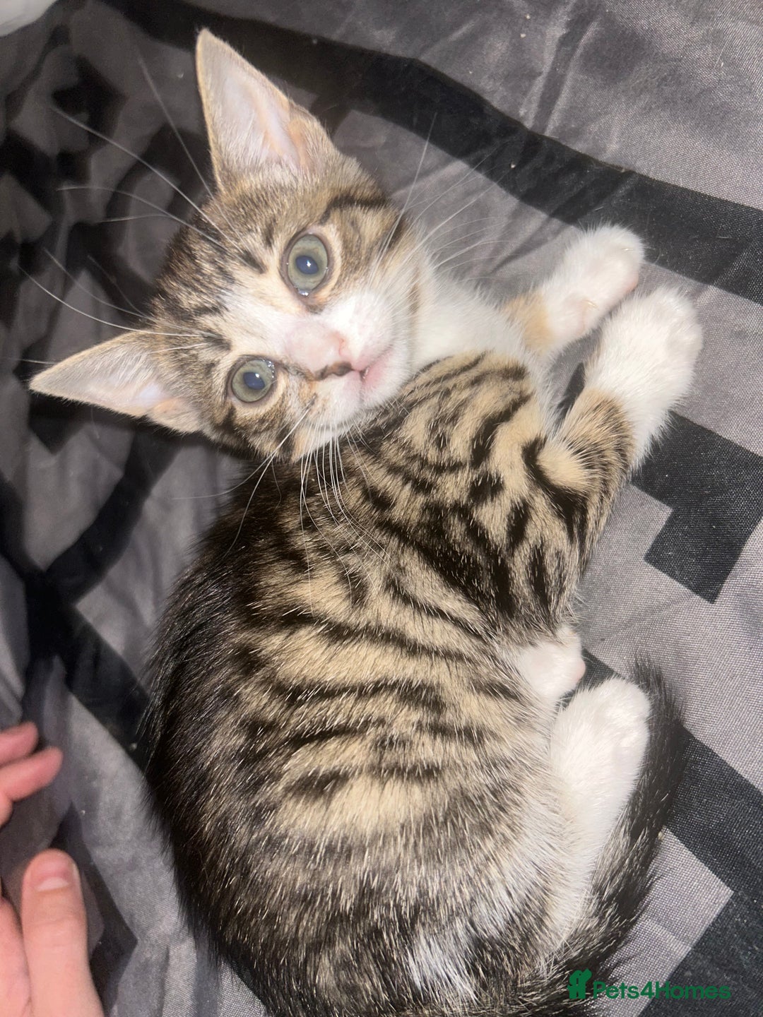 Bengal cats for sale: Loving Home Wanted. Bengal X kittens for sale  - Advert 3