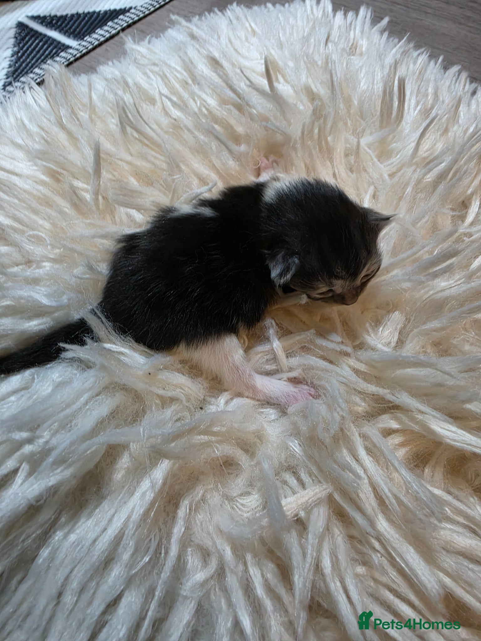 Persian cats for sale: Beautiful Persian Mix Kittens - Advert 11