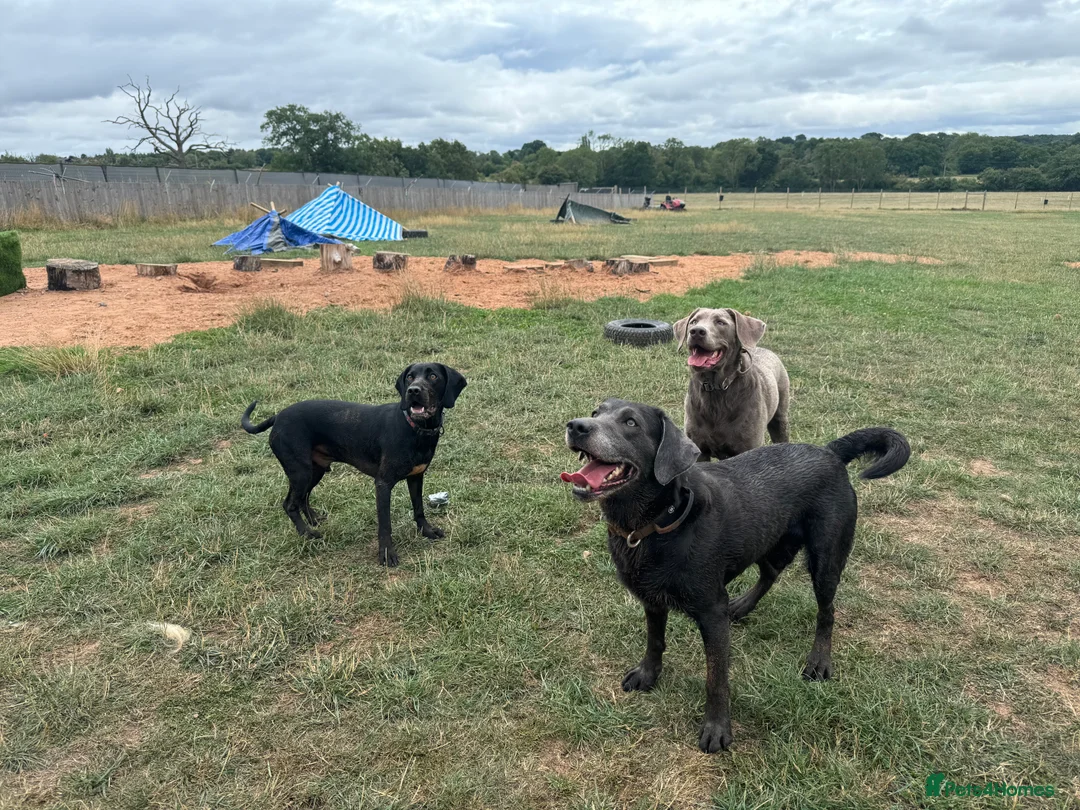 Labrador Retriever dogs for adoption: KC Registered Labrador Charcoal - Advert 6