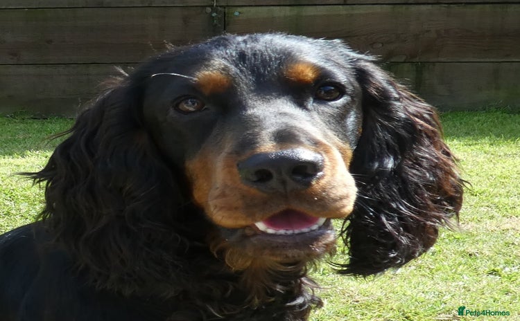 Cocker Spaniel dogs - Advert 3