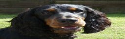 Cocker Spaniel dogs for stud: Black & tan KC Cocker, DNA tested, offered at stud - Advert 6