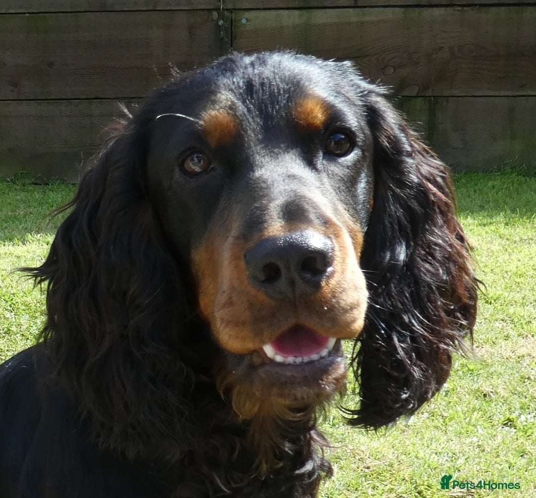 Cocker Spaniel dogs for stud: Black & tan KC Cocker Spaniel offered at stud - Image 1