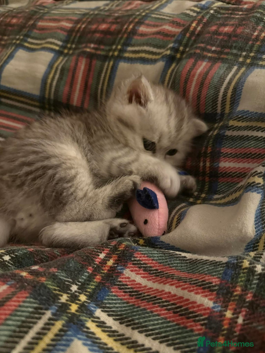 Persian cats for sale: Gorgeous pedigree chinchilla kitten  - Advert 5