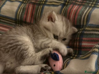 Persian cats Gorgeous pedigree chinchilla kitten - Advert 2