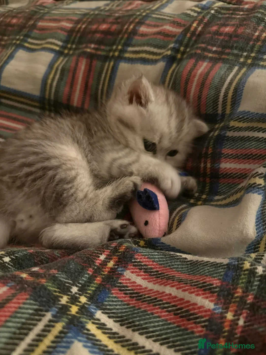 Persian cats for sale: Kitten Sold - Advert 8