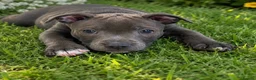 Staffordshire Bull Terrier dogs for sale: Last Boy Ready for his Forever Home ♥️ - Advert 8