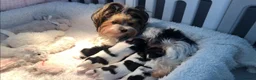 Yorkshire Terrier dogs for sale: One boy left Biewer Terriers! - Advert 13