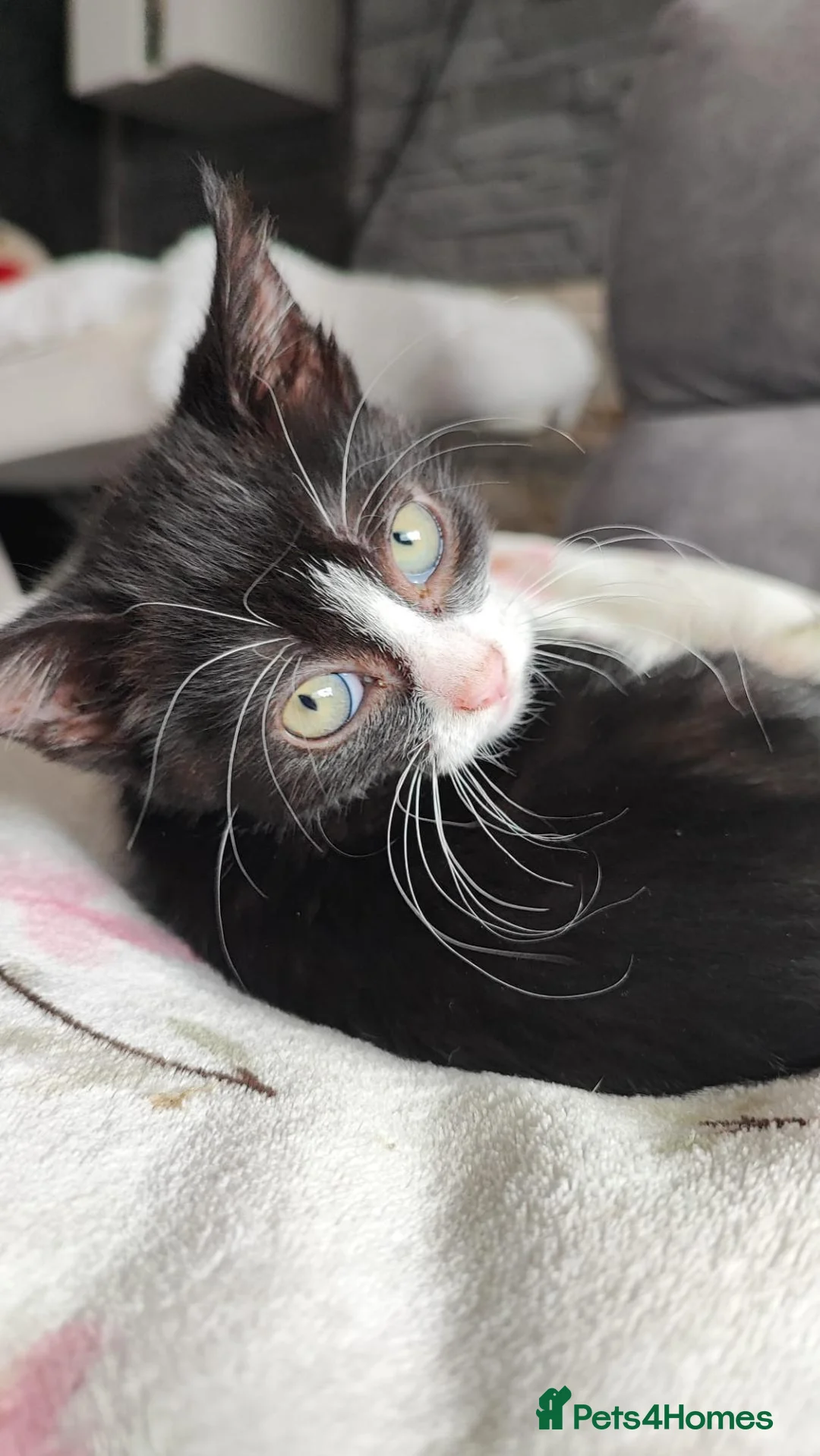 Mixed Breed cats for sale: Female kittens for sale in Wakefield - Advert 4