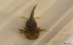 Axolotl reptiles for sale: Axolotl - Image 8