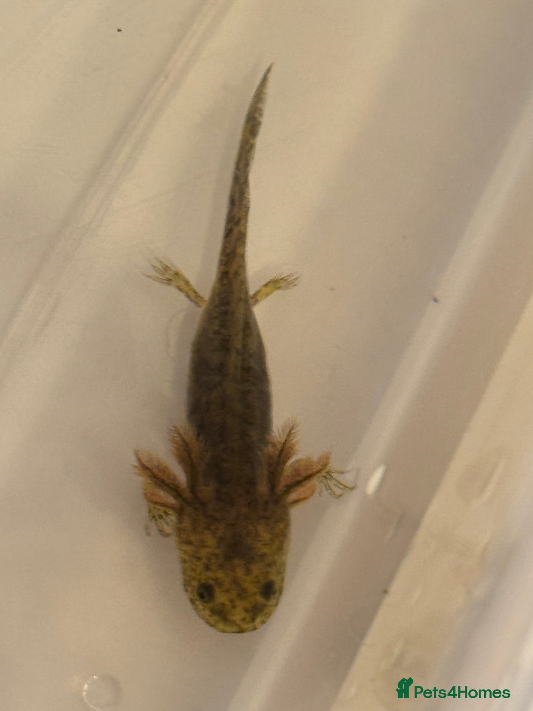 Axolotl reptiles for sale: Axolotl - Image 8