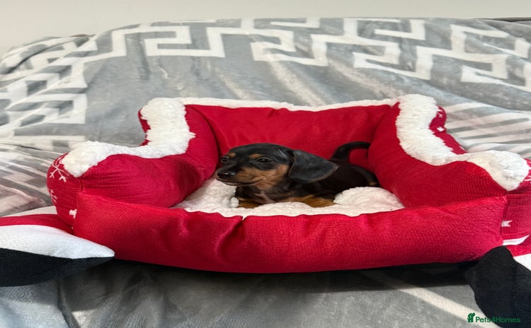 Miniature Dachshund dogs Miniature Daschund pra clear  - Advert 9