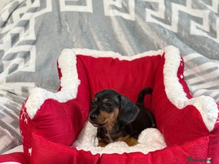 Miniature Dachshund dogs Miniature Daschund pra clear - Advert 6