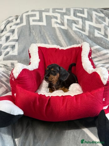 Miniature Dachshund dogs Miniature Daschund pra clear - Advert 1