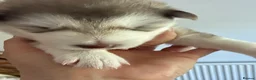 Alaskan Malamute dogs for sale: Alaskian malamute puppies  - Advert 12