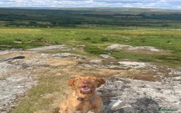 Hungarian Vizsla dogs for sale: 1 Year old Hungarian Viszla - Harlow - Image 4