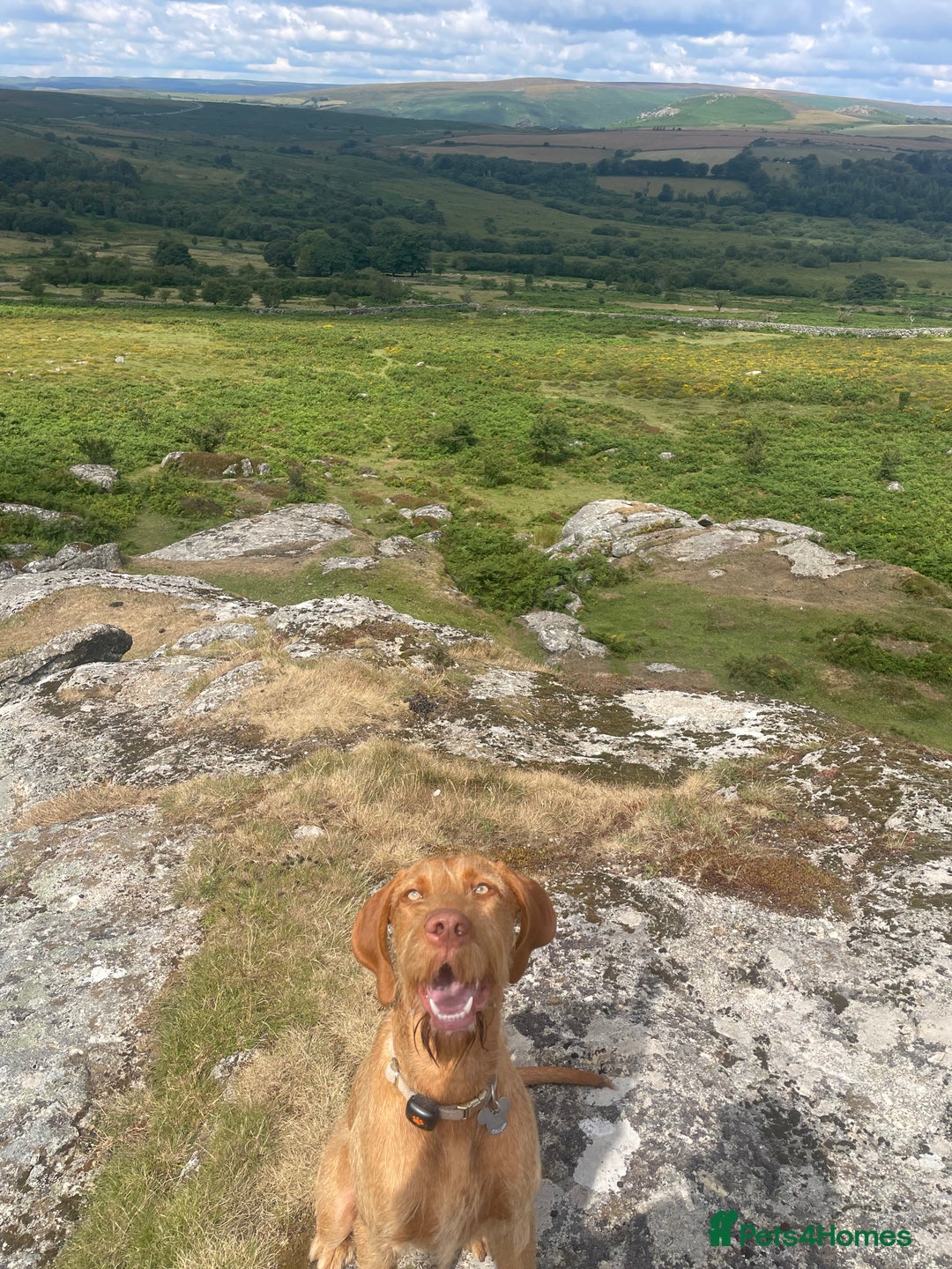 Hungarian Vizsla dogs for sale: 1 Year old Hungarian Viszla - Harlow - Image 4
