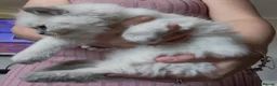 Ragdoll cats for sale: Chunky and Very Fluffy Ragdoll Kittens - Advert 22
