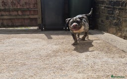 American Bully dogs for sale: Pocket bully pup  - Image 3