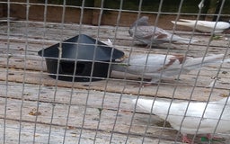 Pigeons birds for sale: Young tipplers/tumblers & racers £3 each - Image 9