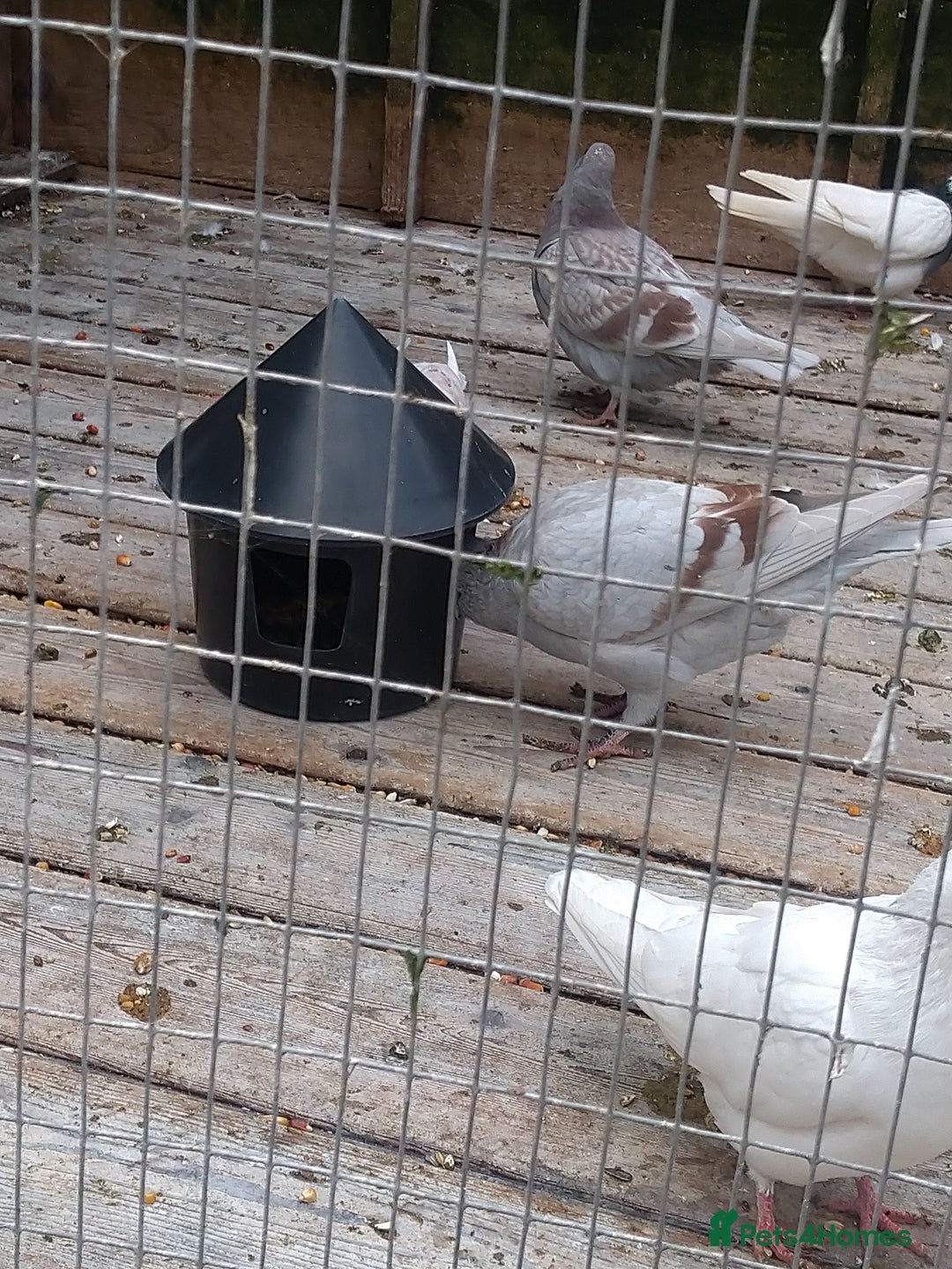 Pigeons birds for sale: Young tipplers/tumblers & racers £3 each - Image 9
