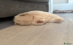Chow Chow dogs for sale: 🔥 UK best Lilac platinum 🧸 chow chows KC  - Image 12