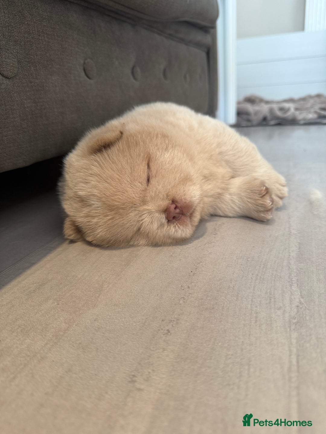 Chow Chow dogs for sale: 🔥 UK best Lilac platinum 🧸 chow chows KC  - Image 12